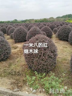 移栽苗红花继木球