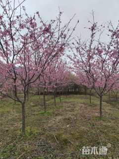 12公分红粉佳人樱