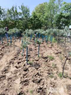 高度150厘米月季