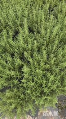 高度30厘米迷迭香