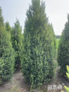 高度200厘米柏树