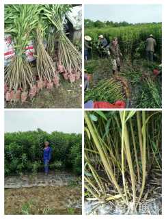 高度150厘米夹竹桃