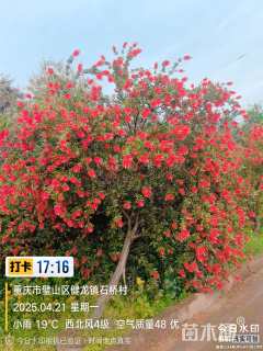 高度400厘米美花红千层