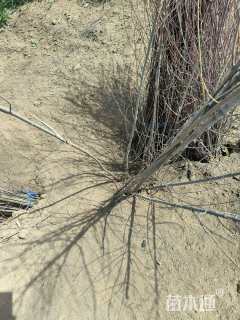 高度200厘米山茱萸