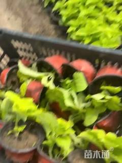 高度15厘米彩叶草