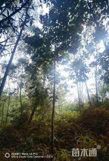 12公分醉香含笑