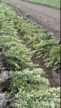 高度30厘米金边黄杨