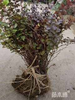 高度35厘米红叶小檗