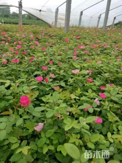 高度40厘米丰花月季小苗