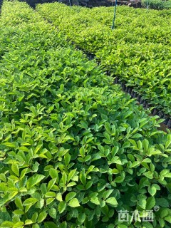 40公分黄花风铃木