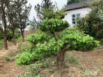 移栽苗造型罗汉松