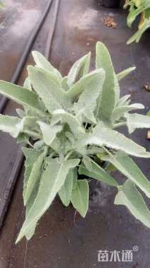 高度15厘米鼠尾草