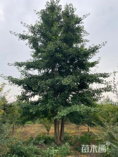 30公分(5杆)丛生银杏