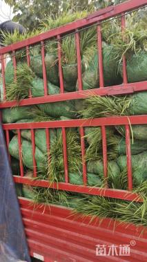 高度30厘米麦冬