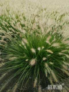 高度40厘米小兔子狼尾草