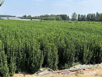 高度200厘米北海道黄杨