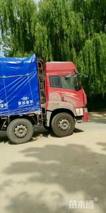 高度20厘米鼠尾草