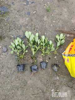 高度15厘米海桐