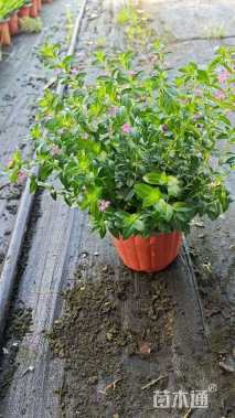 高度30厘米满天星