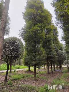 28公分金丝楠木