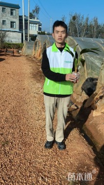 裸干高20厘米蒲葵