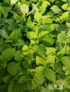 高度30厘米八仙花