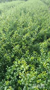 高度25厘米龟甲冬青