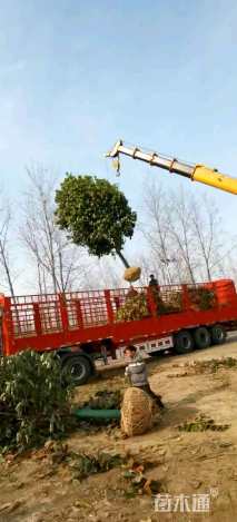 10公分红叶石楠