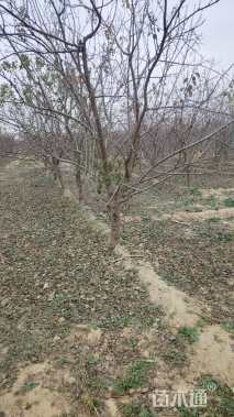 高度4厘米鸡心果