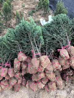 高度70厘米桧柏