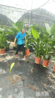 高度150厘米天堂鸟