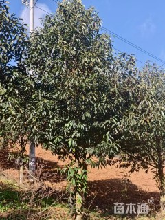 12公分红花木莲