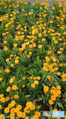 高度20厘米大花金鸡菊