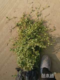 高度40厘米花叶蔓长春