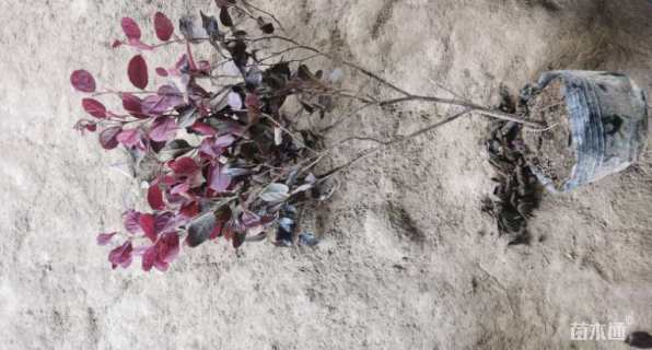 高度30厘米红花继木