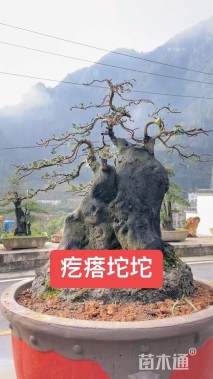 高度1.2厘米金弹子