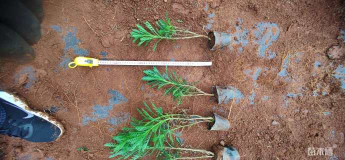 高度20厘米黄缨菊