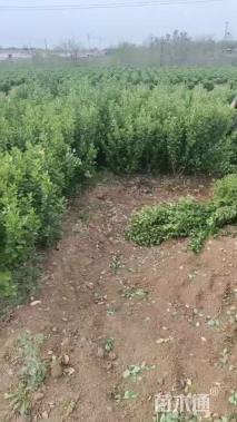 高度50厘米冬青卫矛