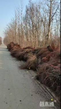 高度40厘米黄刺玫