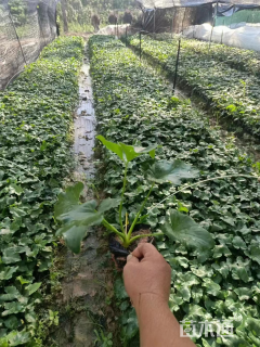 高度23厘米春羽