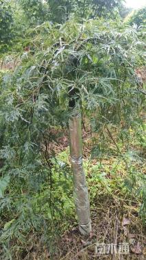 高度450厘米羽毛枫