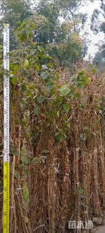 高度150厘米三角梅