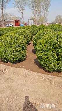 冠幅100厘米卫矛球