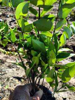 高度40厘米金森女贞