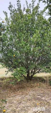 20公分橘树