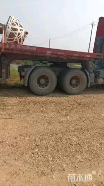 30公分丛生香橼