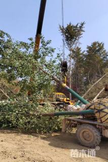 14公分美国红枫-秋火焰