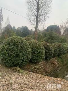 冠幅150厘米海桐球