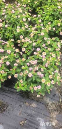 冠幅40厘米五色梅