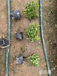 高度35厘米毛鹃